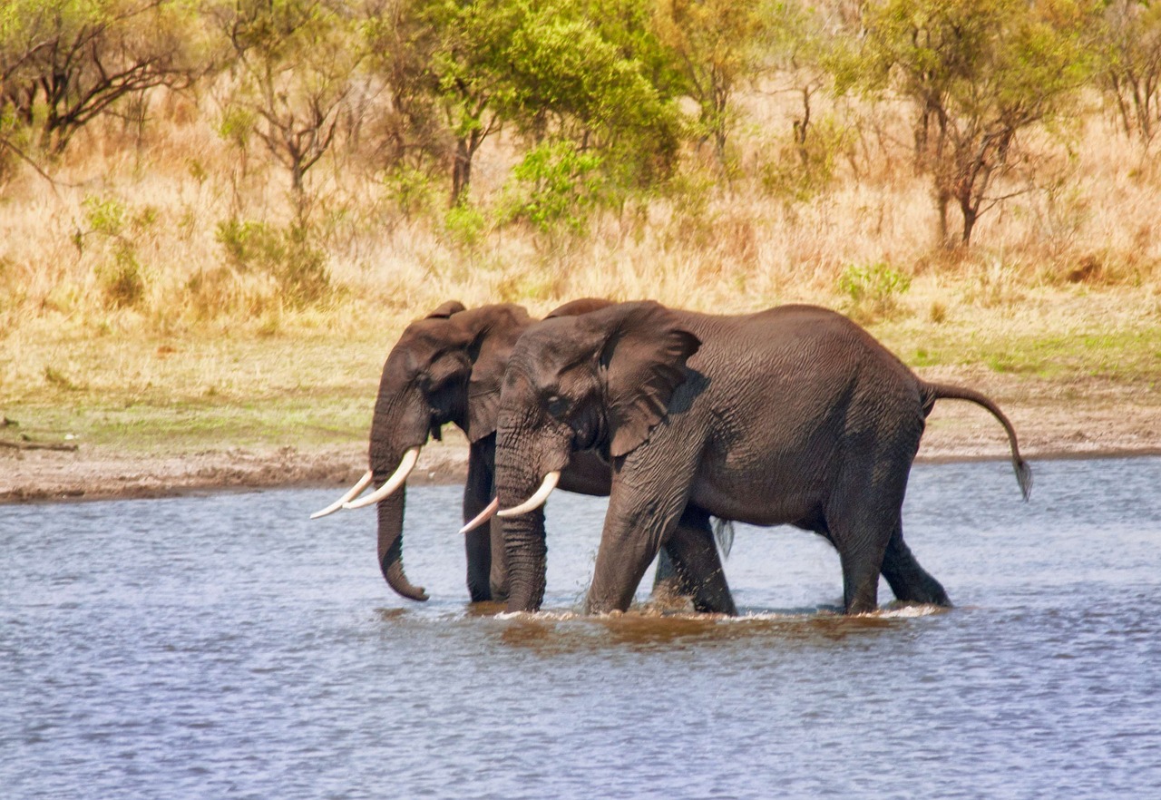 The Role of AI in Future Environmental Conservation